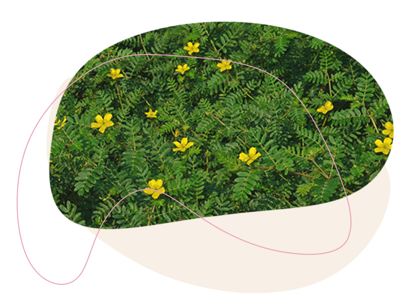 Tribulus